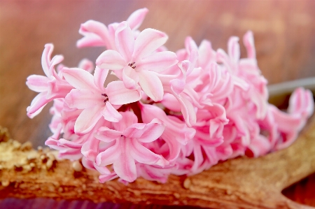 Blossom plant flower petal Photo