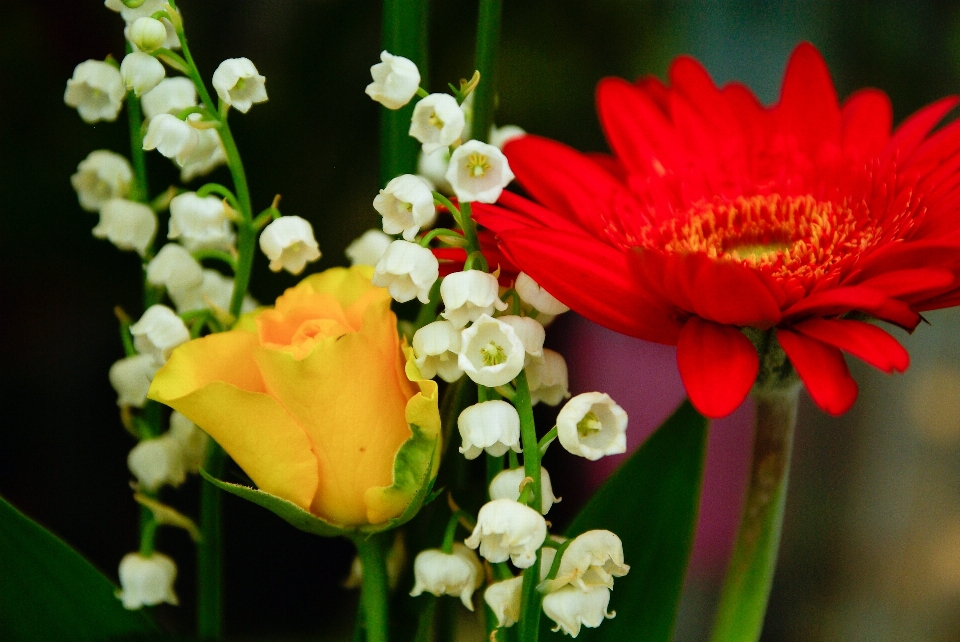 花 植物 花弁 花束