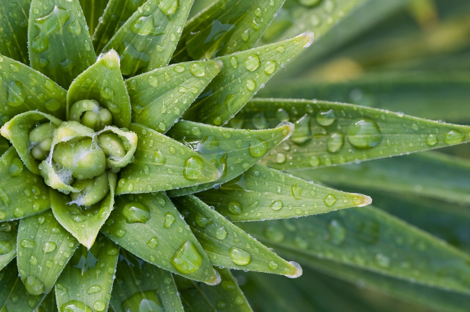 Eau nature rosée croissance