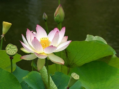 水 自然 花 植物 写真