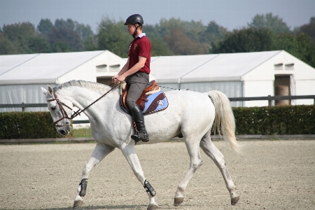 Recreation jumping horse square Photo