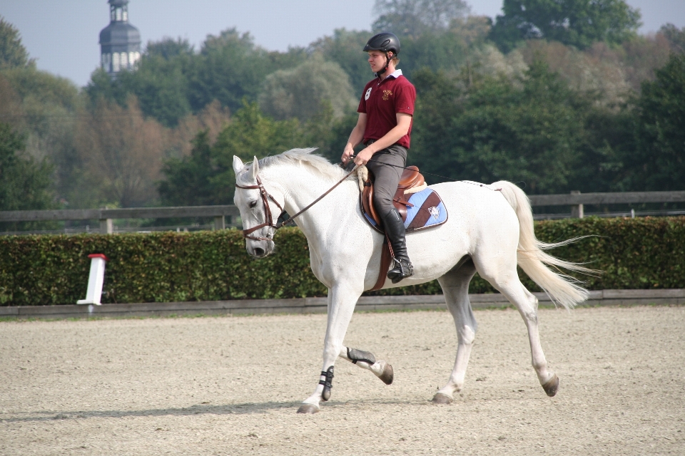 Des loisirs sauter cheval étalon