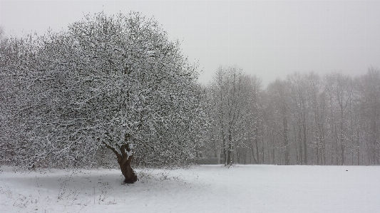 Tree nature forest branch Photo