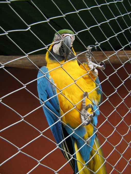 鳥 動物園 色 青