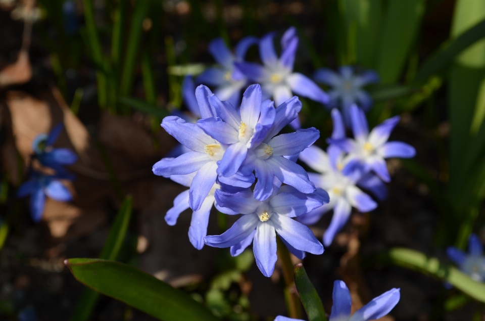 Nature blossom plant flower