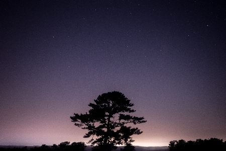 木 自然 地平線 シルエット 写真