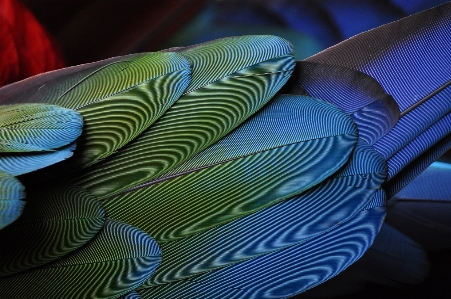 Nature bird wing photography Photo