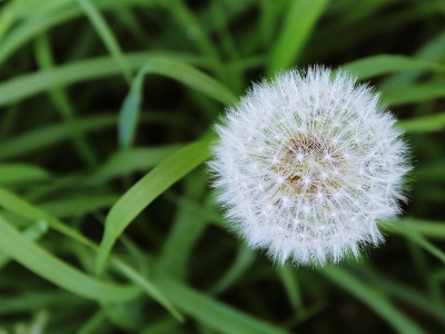 Natur gras blüte anlage Foto