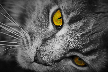 Foto Bianco e nero
 dolce visualizzazione animale