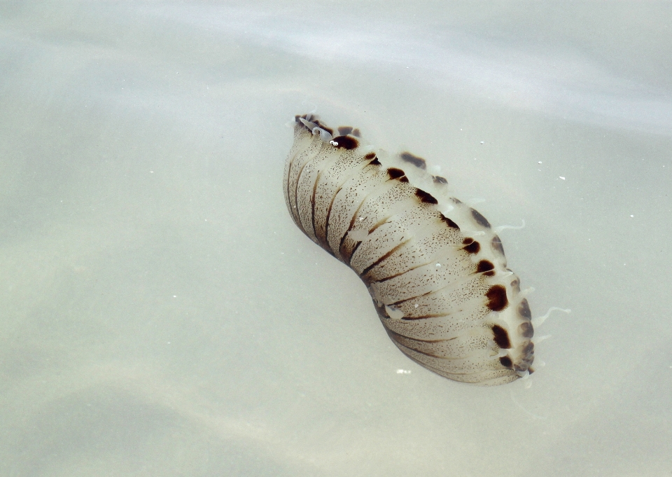 Mare acqua oceano animale