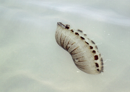 Foto Mare acqua oceano animale