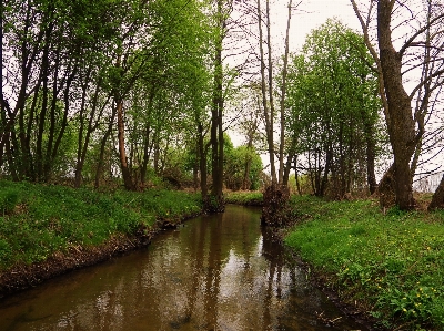 Landscape tree water nature Photo