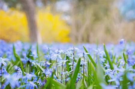 自然 草 花 植物 写真