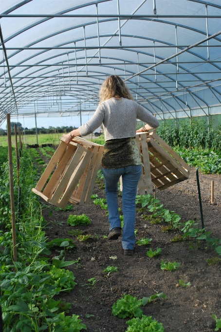 Herbe cultiver pelouse vert