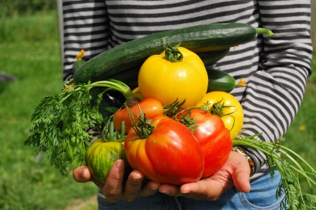 Plant fruit food produce Photo