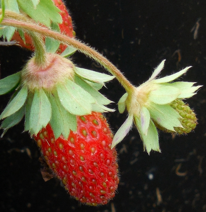 Nature plant fruit berry