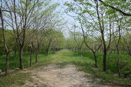 Foto Lanskap pohon alam hutan