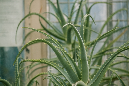 Foto Natureza grama cacto
 plantar