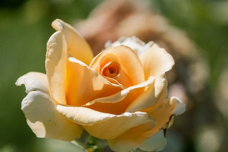 Nature blossom plant photography Photo