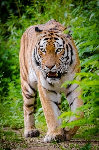 自然 動物 野生動物 動物園 写真