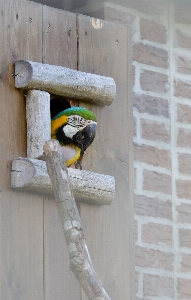 ブランチ 鳥 木 窓 写真