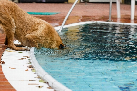 Water dog summer pool Photo