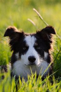 Foto Rumput anak anjing potret