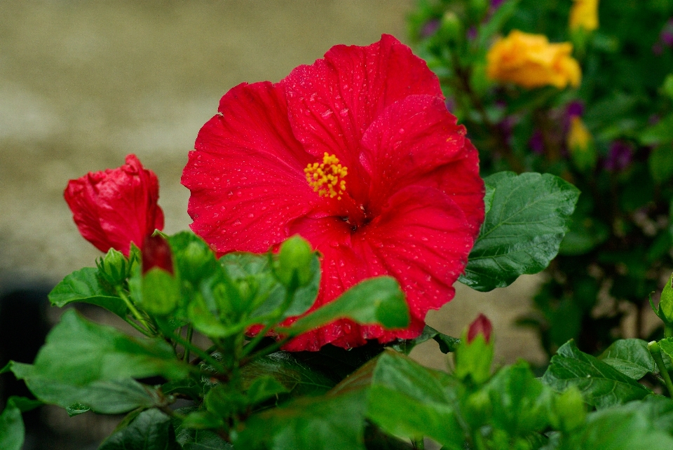 Planta flor pétalo rojo