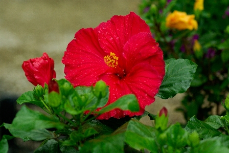 Plant flower petal red Photo