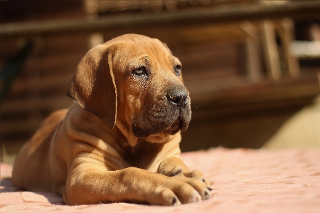 Foto Anak anjing satwa mamalia