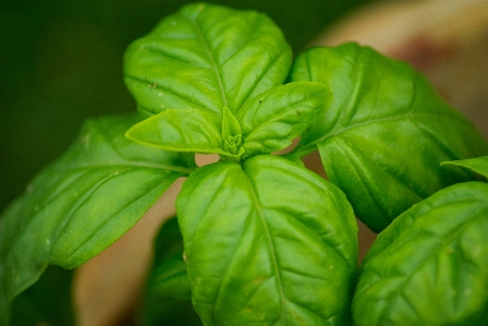 Foto Pianta foglia fiore cibo