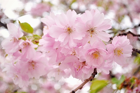 Branch blossom plant flower Photo