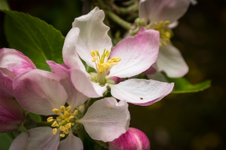 Branch blossom plant sky Photo