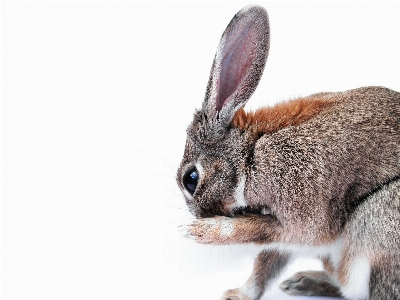 動物 かわいい 毛皮 肖像画 写真