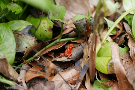 Nature forest plant leaf Photo