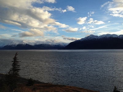 Landscape sea coast tree Photo