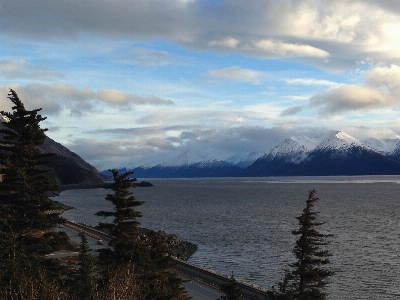 Landscape sea coast tree Photo