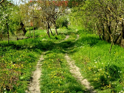 Landscape tree nature forest Photo