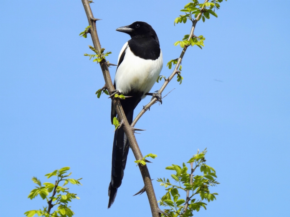 Pohon cabang burung putih