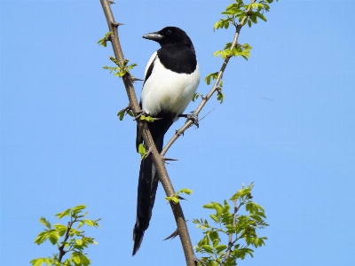 Tree branch bird white Photo