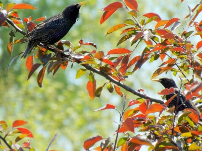 Photo Arbre bifurquer oiseau usine