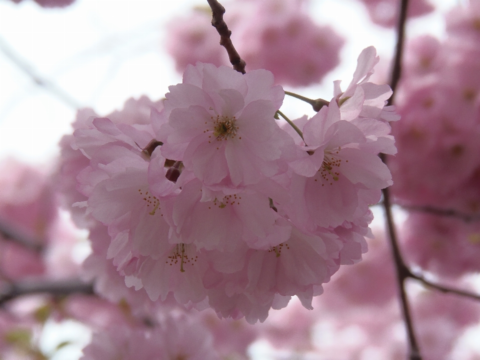 Baum natur zweig blüte