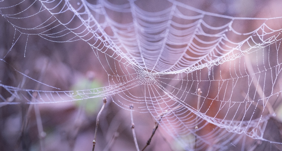 Dew blur spiderweb web