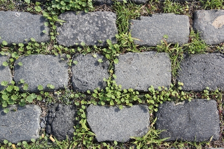 Nature grass rock lawn Photo