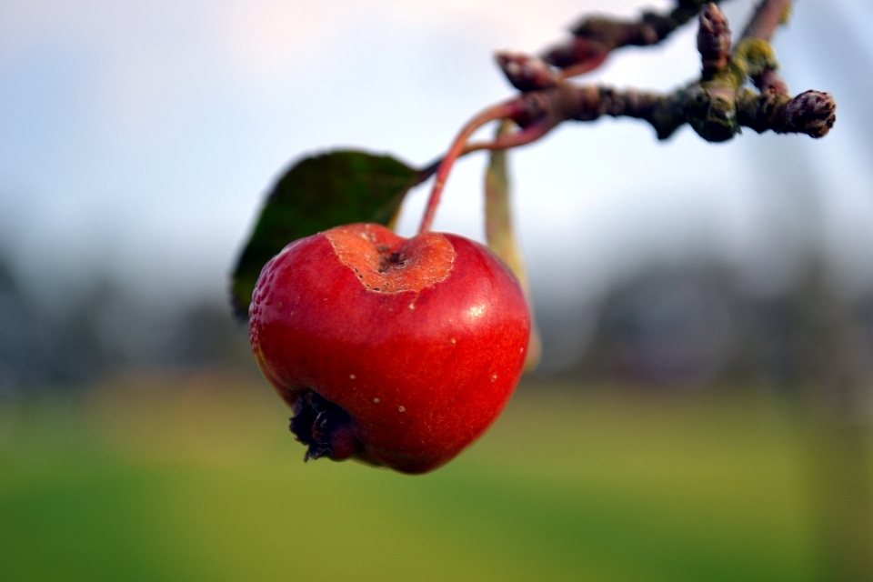 Apple pohon alam cabang