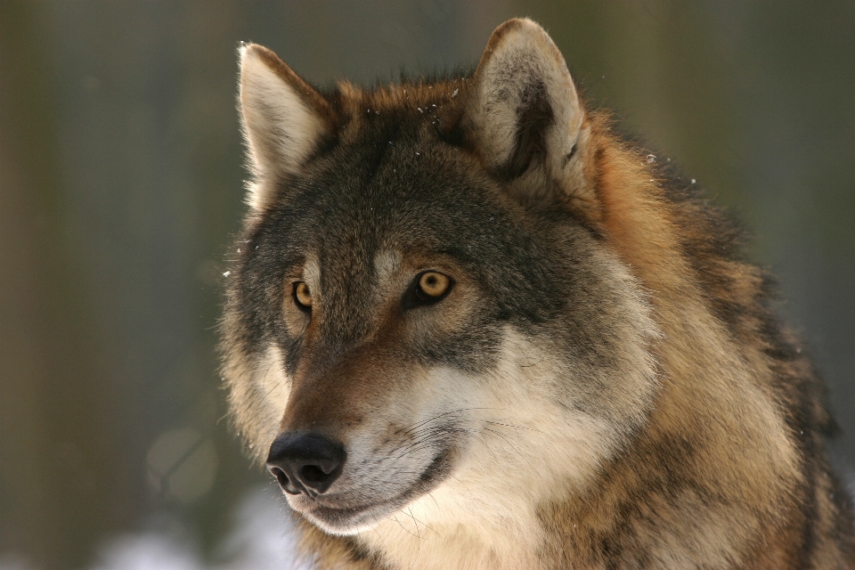 犬歯
 野生動物 動物園 哺乳類