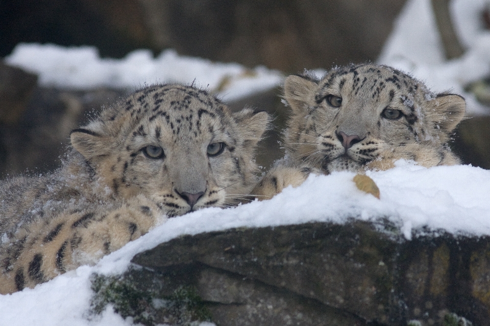 Dzikiej przyrody ogród zoologiczny kot ssak