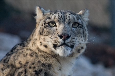 Wildlife zoo cat mammal Photo