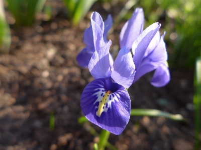 Photo Nature fleurir usine blanc