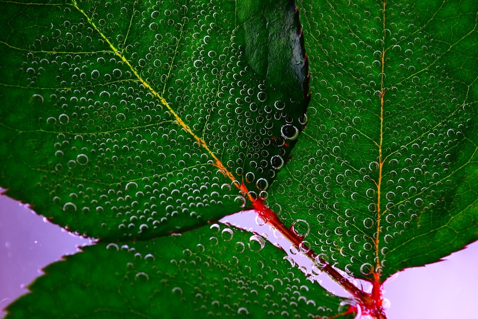 árbol agua naturaleza rama